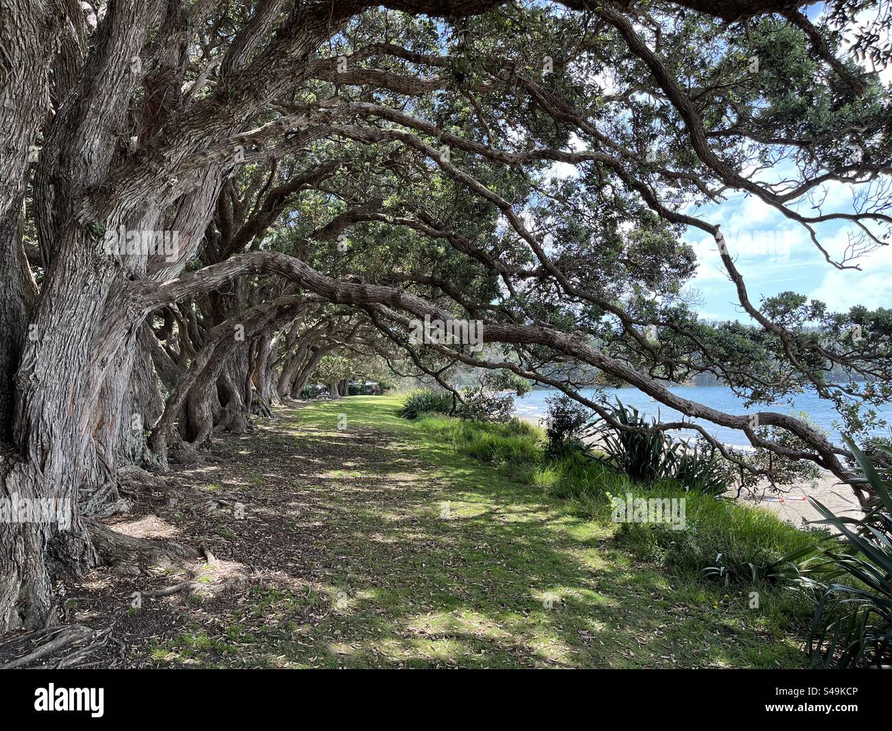 Alberi di Pohutukawa tronchi contorti sul litorale Foto Stock