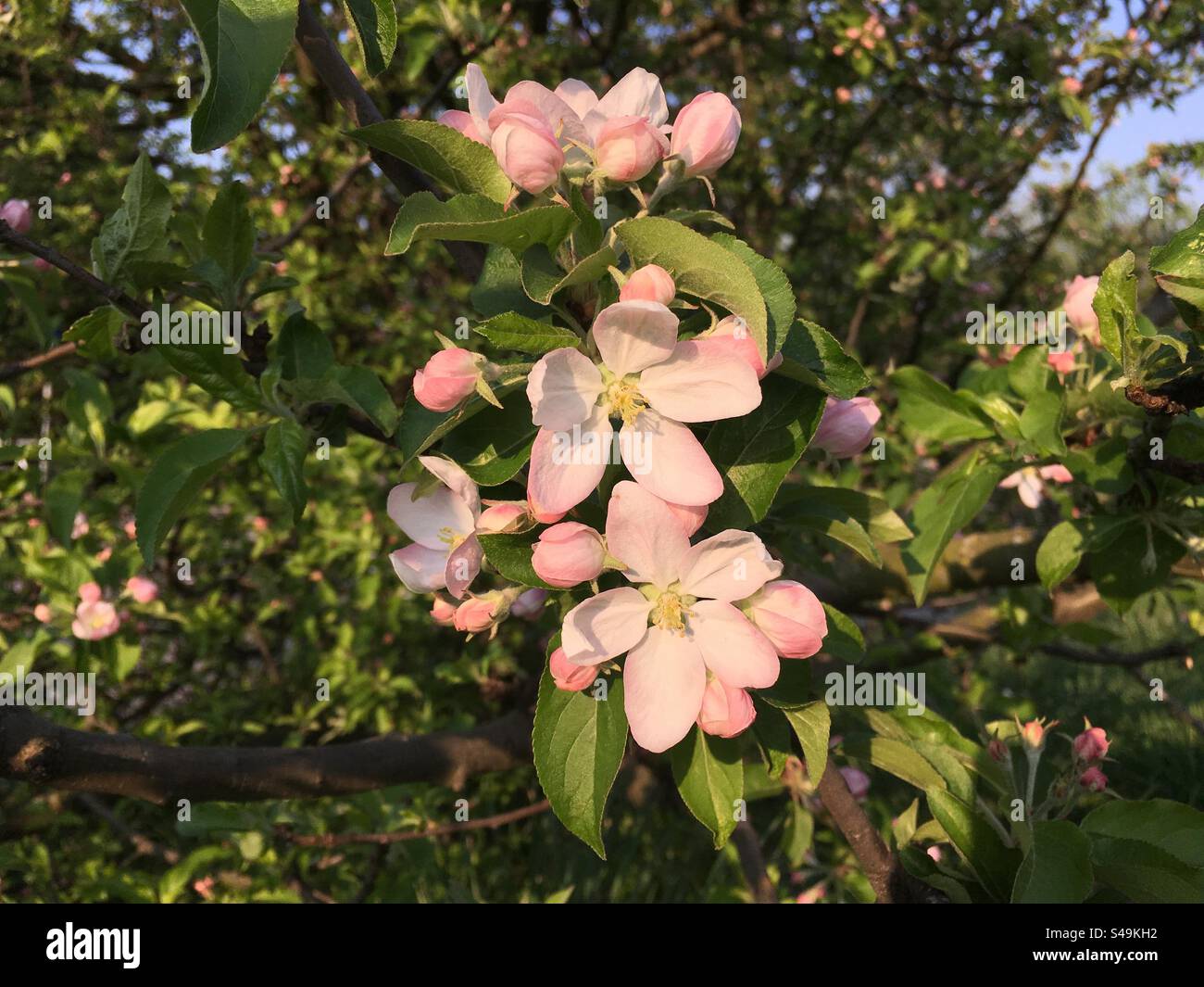 Fiori primaverili, brillante giorno primaverile, soleggiato giorno primaverile, fiori di mele, mele, Malus Foto Stock