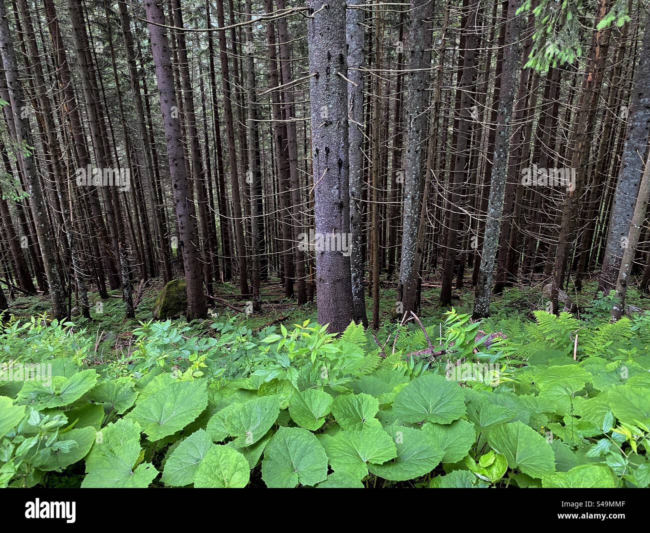 Alberi e piante del Parco Nazionale Tatra - Immagine stock catturata con smartphone