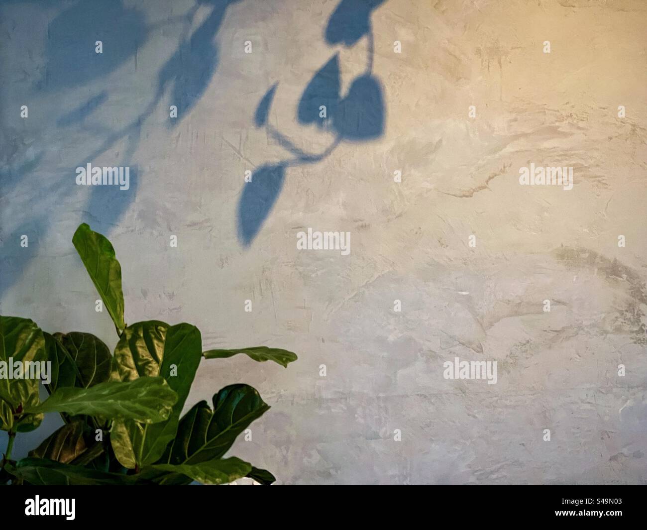 Ombra di viti di pothos dorate su parete testurizzata grigia con pianta di Ficus lyrata/ Fiddle-leaf fico in un angolo con spazio di copia. Illuminato. All'interno. Foto Stock