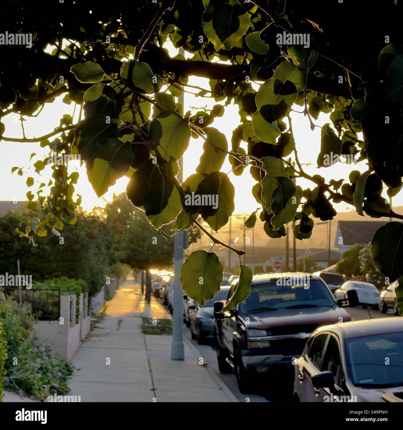 Concentrati sulle foglie di albero in primo piano, mentre la luce del sole dorata del tardo pomeriggio splende lungo un marciapiede nel sud della California. Auto parcheggiate a lato della strada - Immagine stock catturata con smartphone