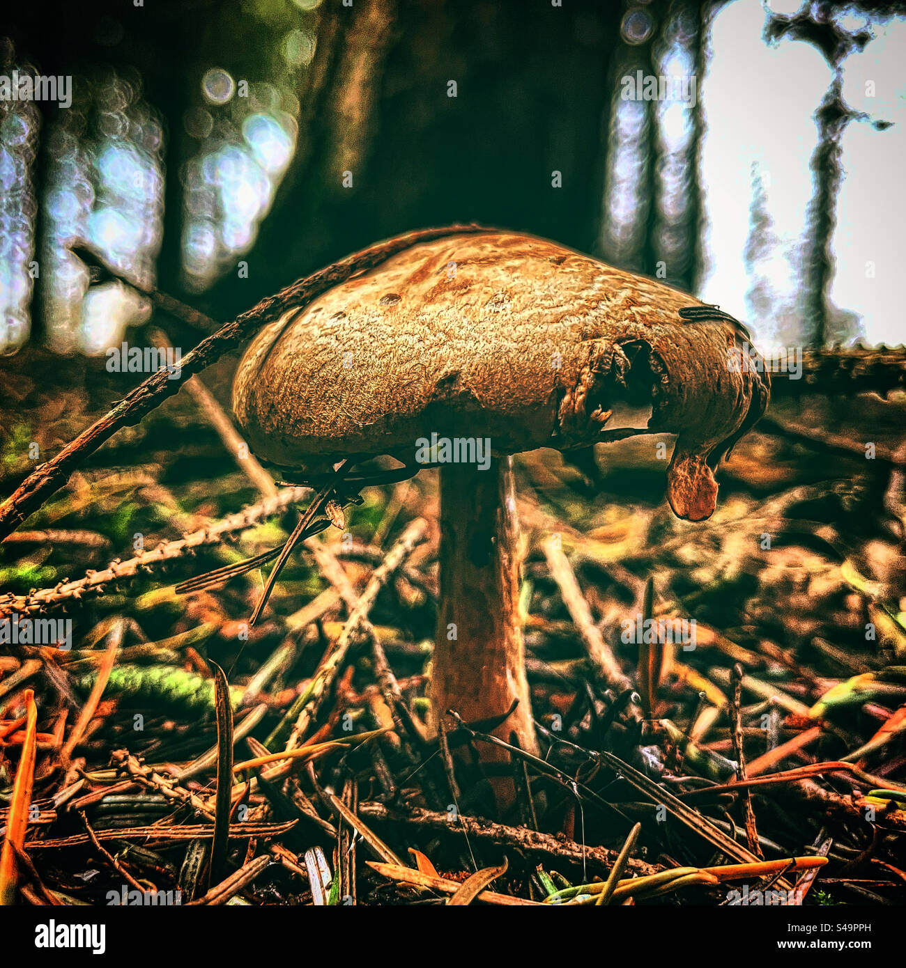 Primo piano di funghi in una foresta umida durante la stagione autunnale sotto alberi bagnati nell'ambiente naturale buio all'aperto - Immagine stock catturata con smartphone