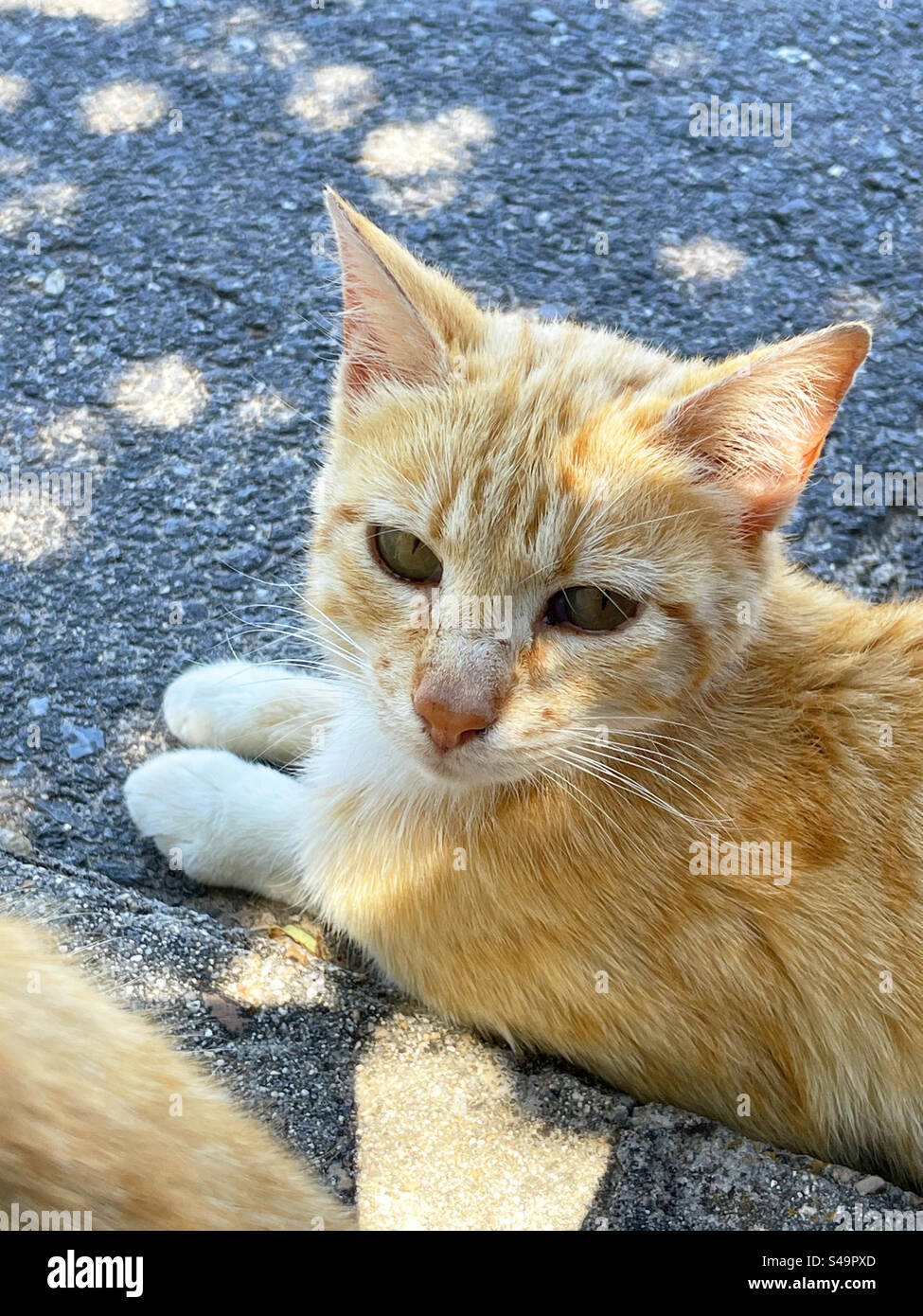 Tabby e white cat. Chiudere la vista. Foto Stock