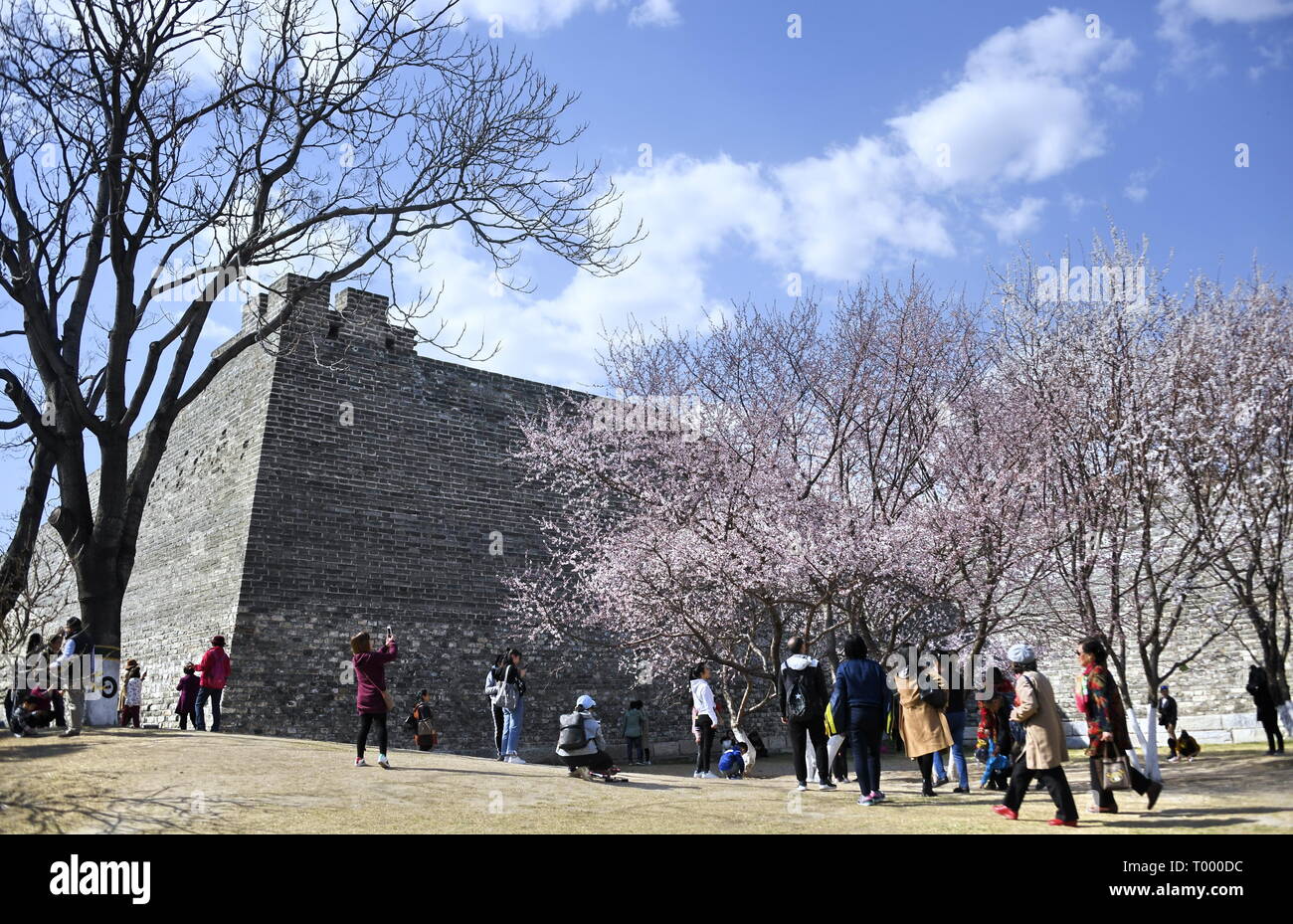 Pechino, Cina. 16 Mar, 2019. Vista persone fiori a Pechino la Dinastia Ming (1368-1644) City Wall reliquie Park di Pechino, capitale della Cina, 16 marzo 2019. Credito: Li Xin/Xinhua/Alamy Live News Foto Stock