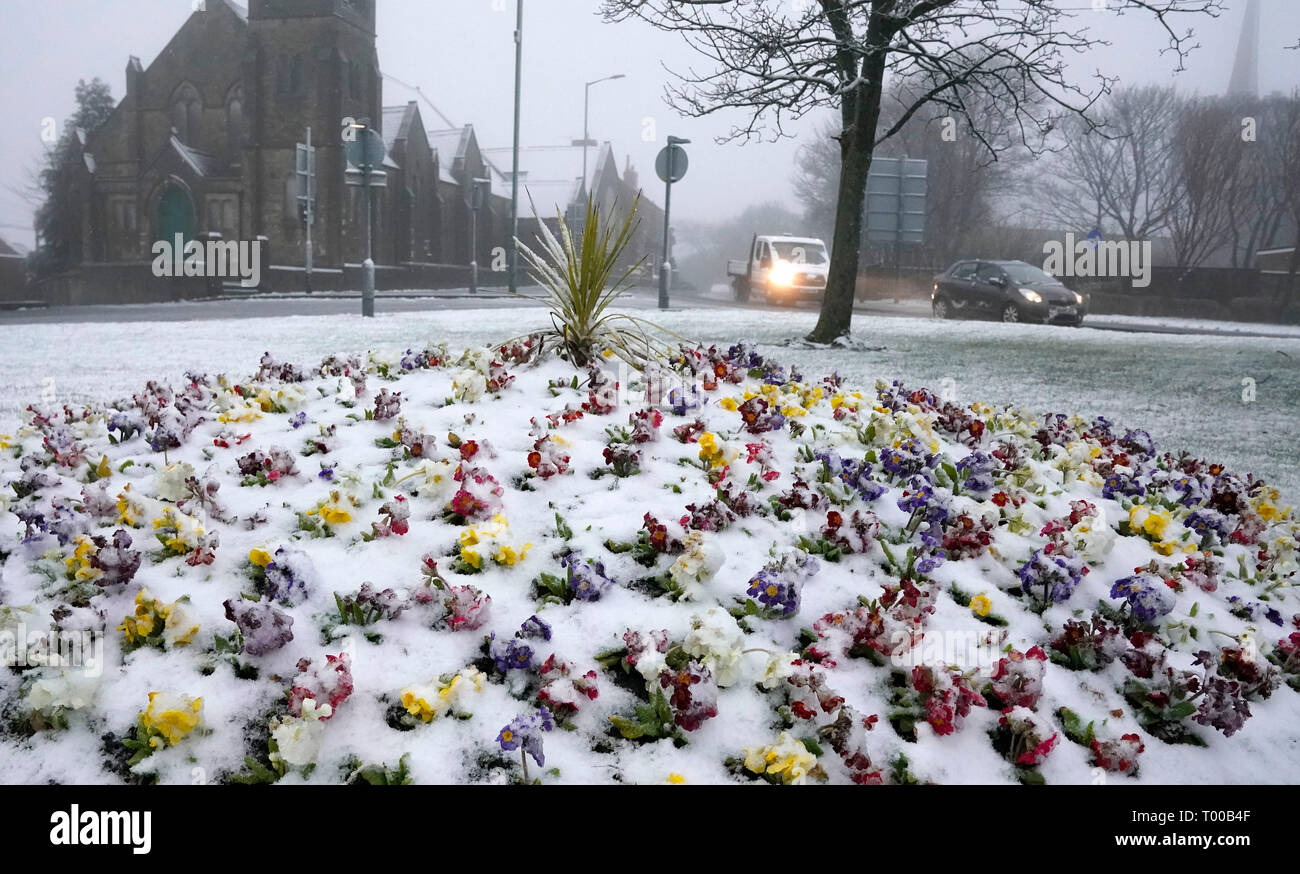 Coperta di neve narcisi a Stanley, County Durham, Regno Unito sta per essere battuto da forti venti, pioggia e neve come area di sviluppo di pressione bassa spazza il paese. Foto Stock