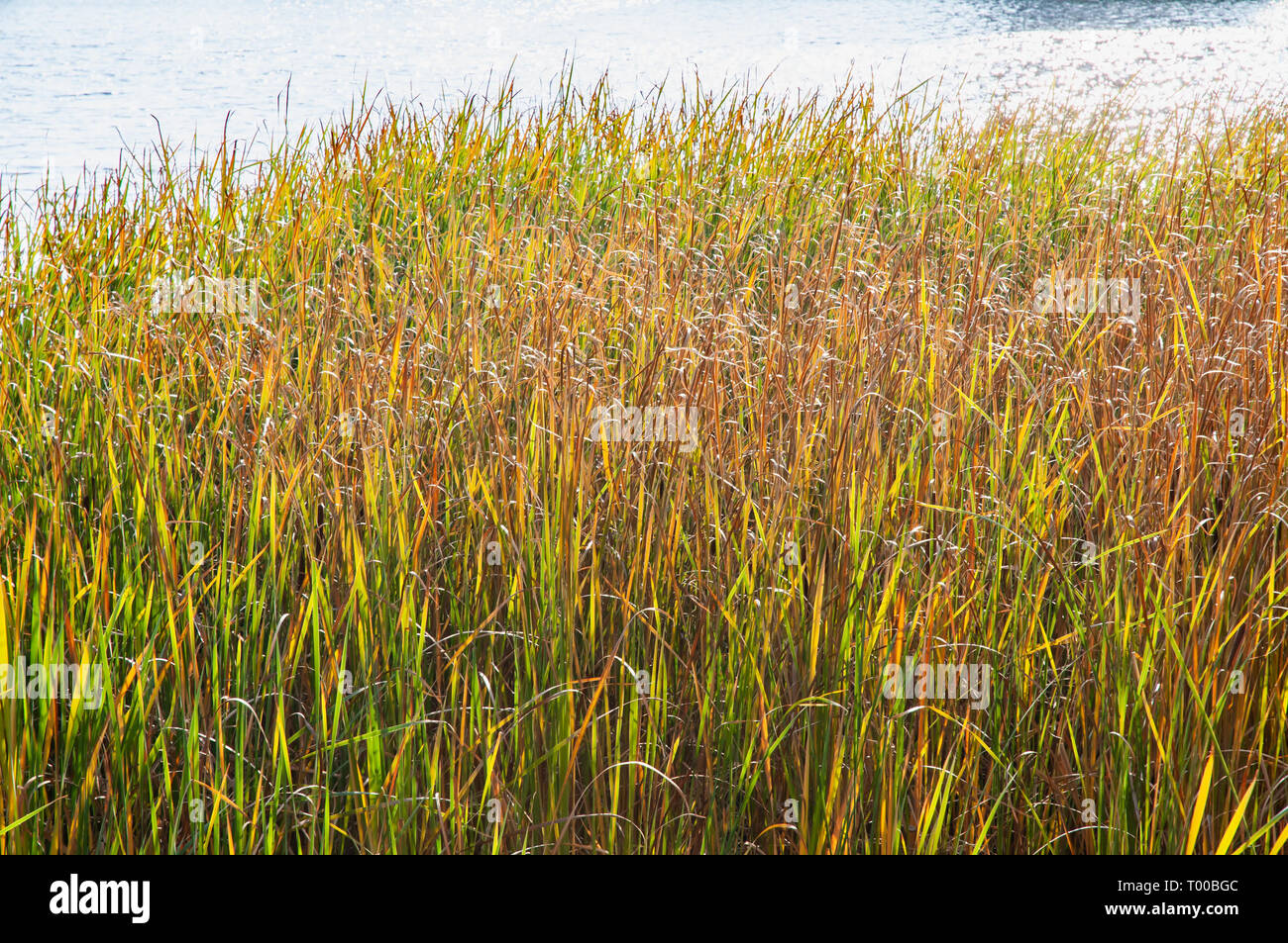 Giallo e verde Typha latifolia in autunno, vicino al blu del fiume Dnieper a Kiev, Ucraina Foto Stock