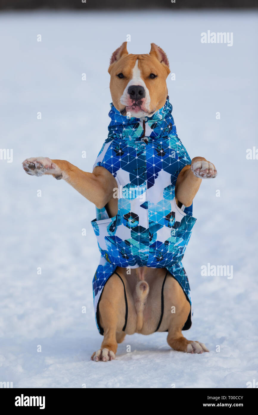Pitbull, staffordshire terrier cane in inverno abiti in una passeggiata fuori città in un campo nevoso Foto Stock