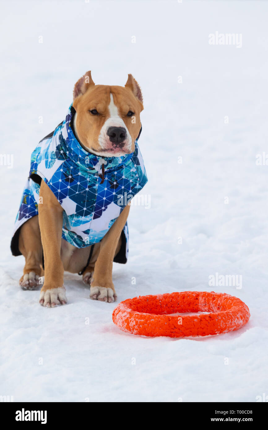 Pitbull, staffordshire terrier cane in inverno abiti in una passeggiata fuori città in un campo nevoso. Infelice, formidabile Pitbull in Papon si siede accanto a un rosso t Foto Stock