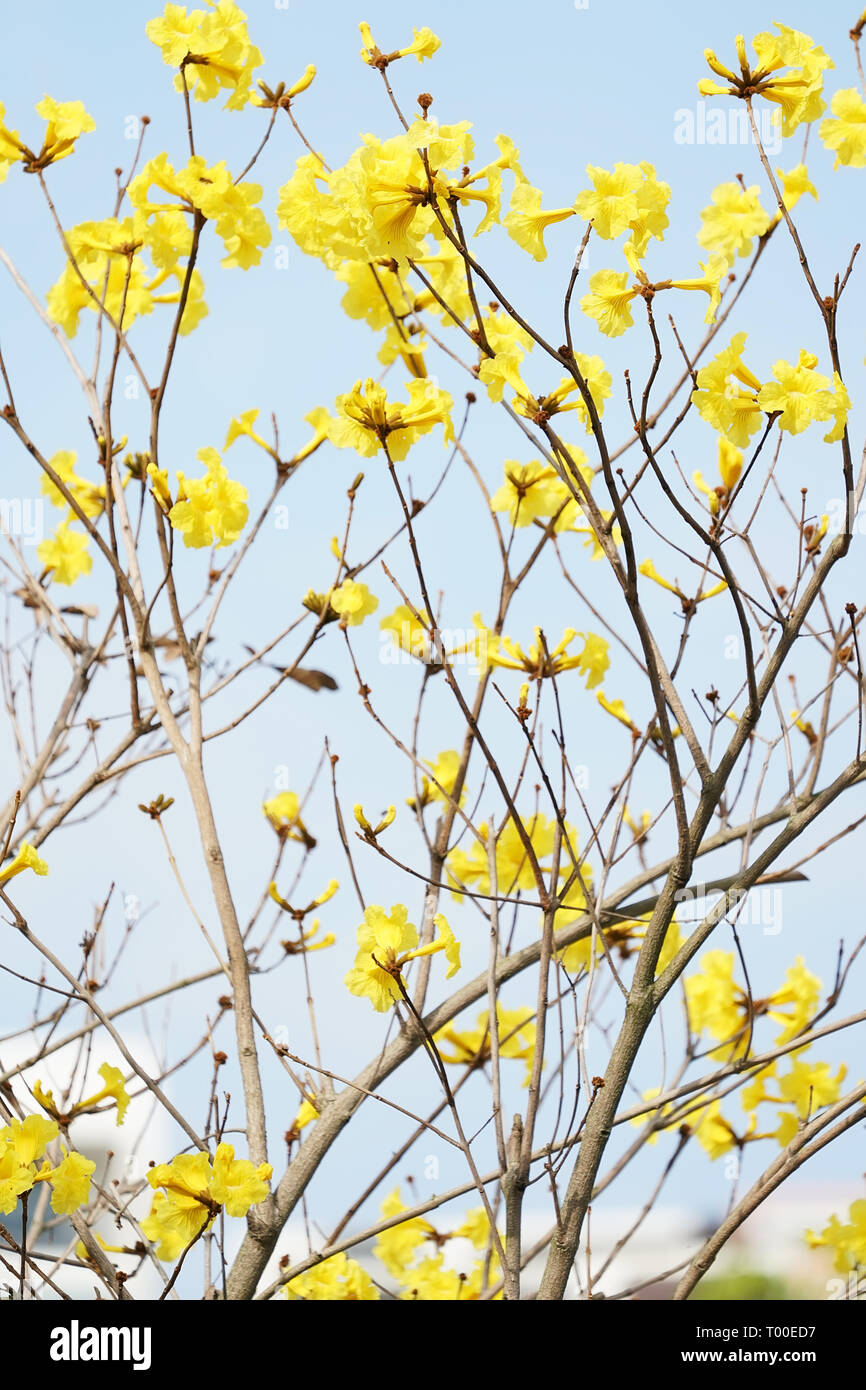 Tabebuia chrysotricha giallo fiorisce in primavera Foto Stock