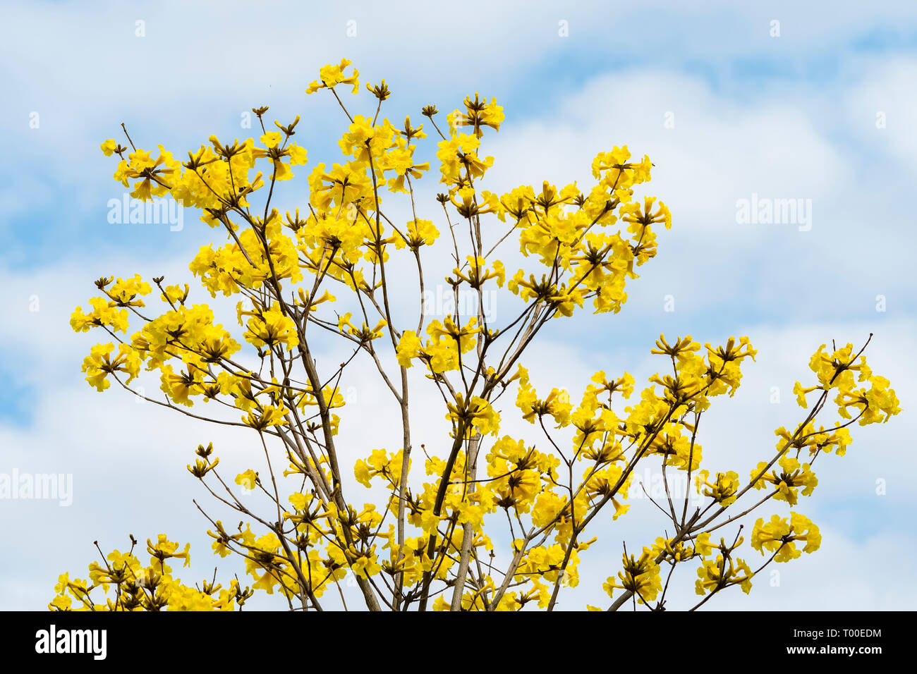 Tabebuia chrysotricha giallo fiorisce in primavera Foto Stock