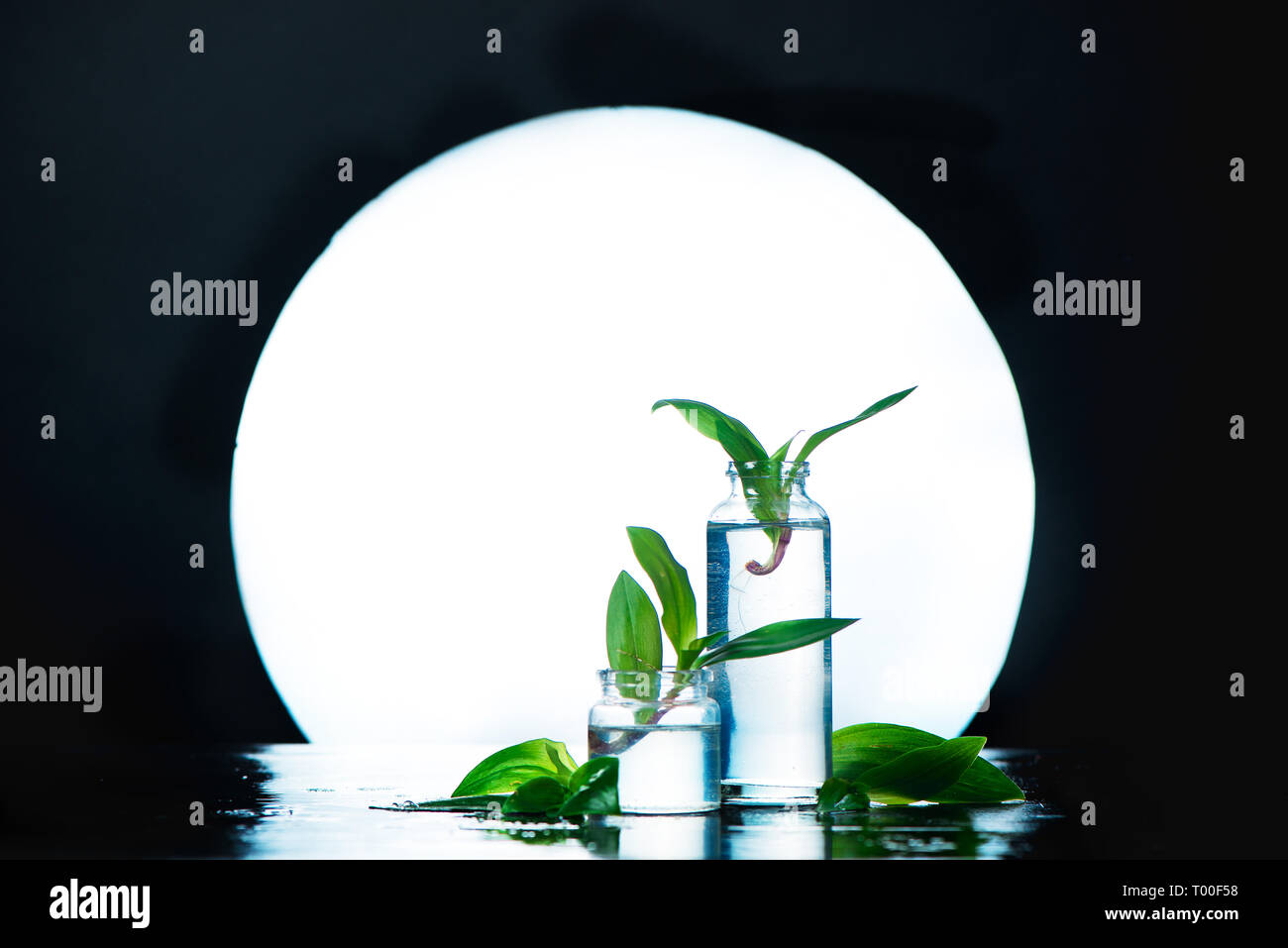 Disposizione di impianto in vetro trasparente vasi contro una luna piena. Elegante ancora il concetto di vita con spazio di copia Foto Stock