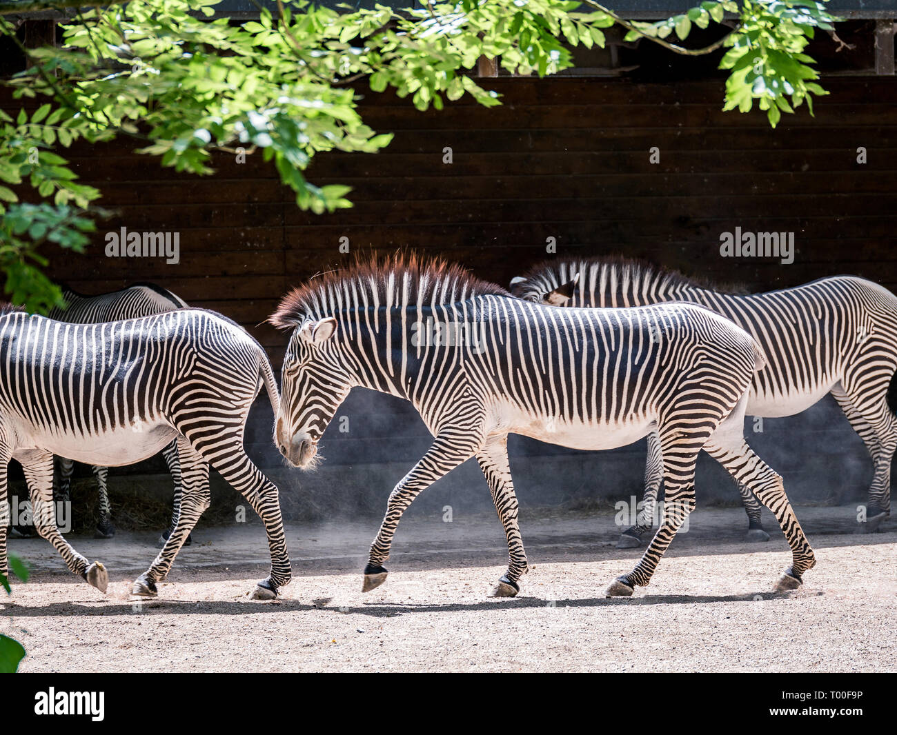 Immagine della mandria di zebre a piedi attraverso la luce del sole in un zoo. close up Foto Stock