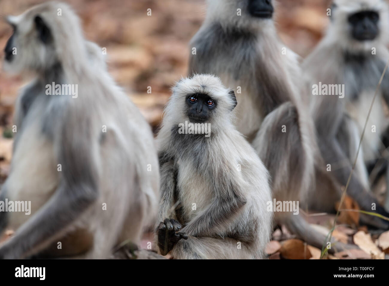 Langur grigio(s) (Semnopithecus entellus) in India Foto Stock