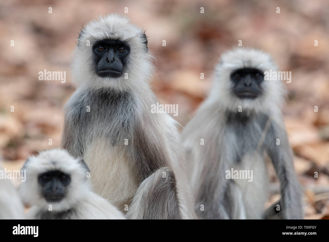 Langur grigio(s) (Semnopithecus entellus) in India Foto Stock