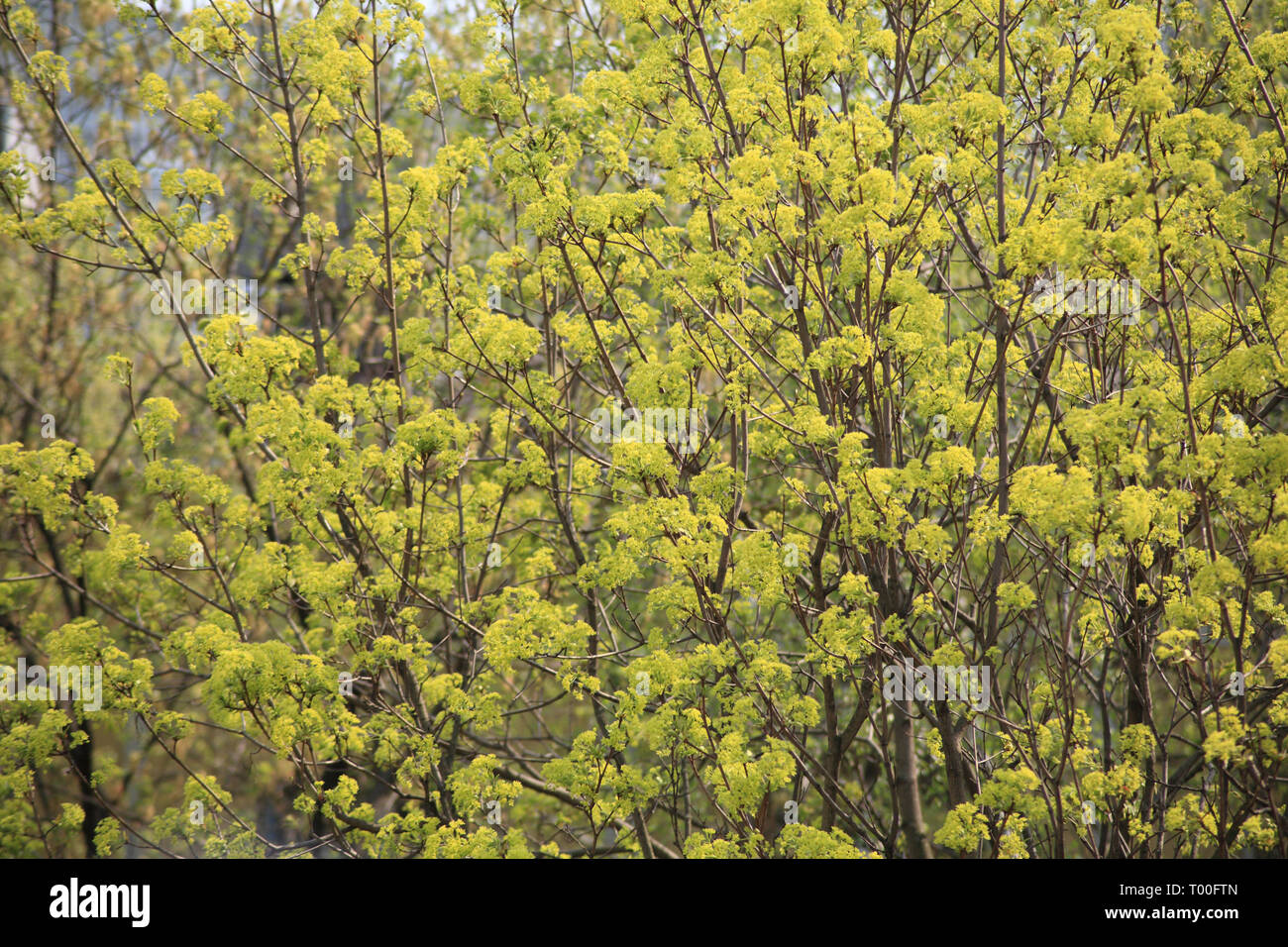 Albero a giornata di primavera Foto Stock