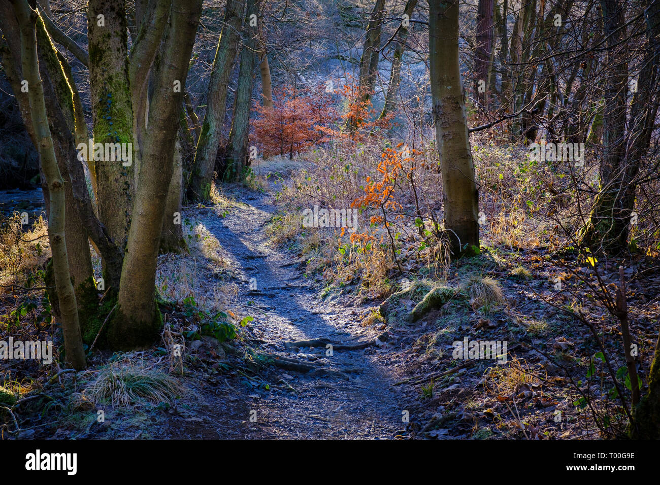 Coloratissima vegetazione illuminata dal sole di mattina lungo un gelido inverno percorso del bosco Foto Stock