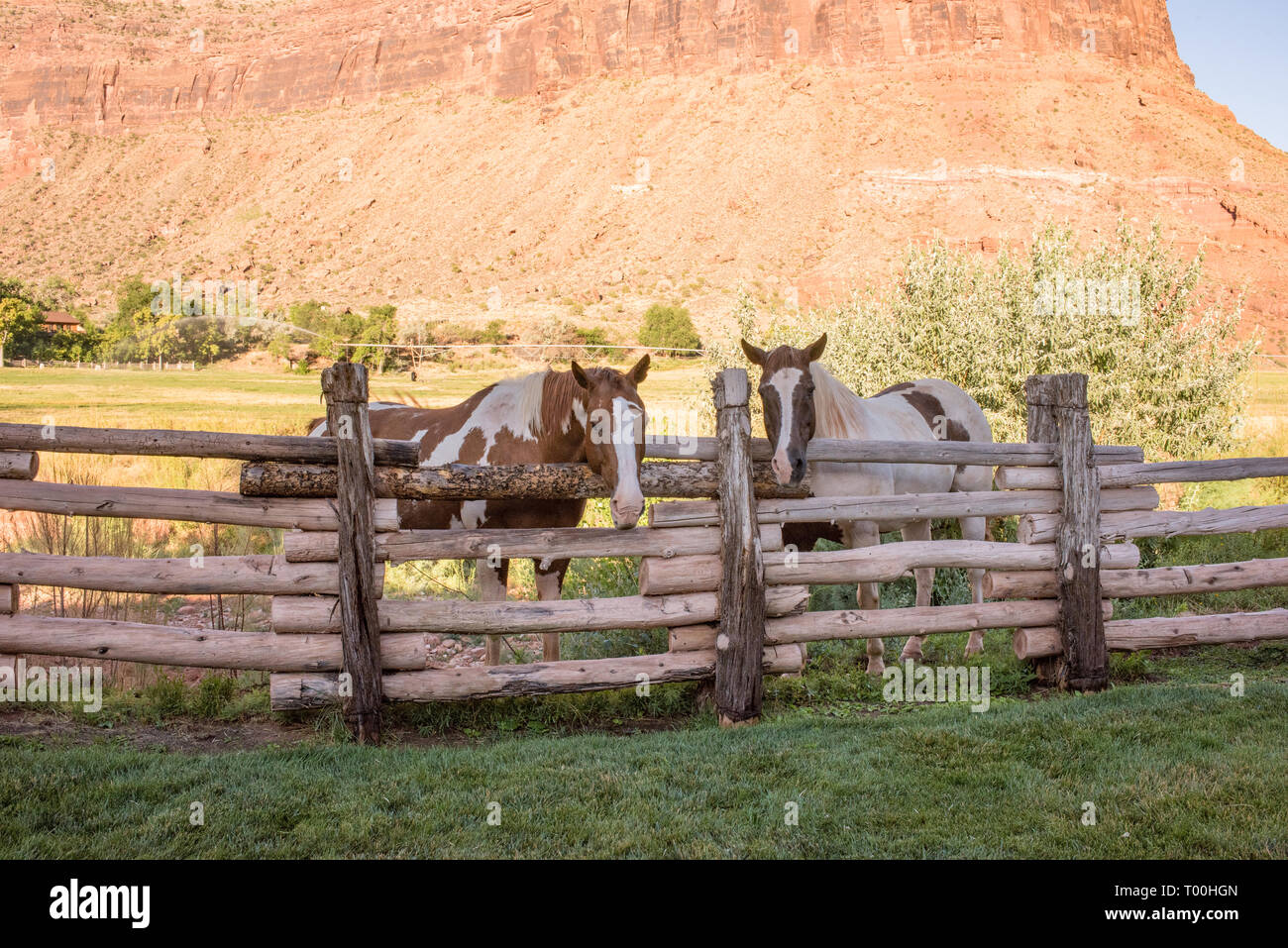 Il Red cliffs Lodge è un meraviglioso resort nella zona di Moab, dove cavalli venuti a salutare voi fuori dalla vostra finestra come ti svegli la mattina! Foto Stock
