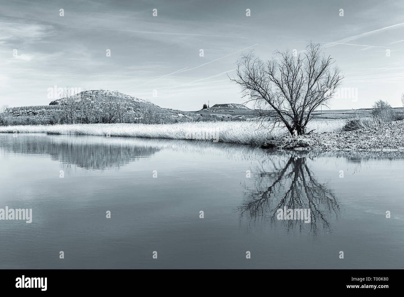 Tonica immagine del paesaggio invernale con albero Reflectring su un laghetto Foto Stock