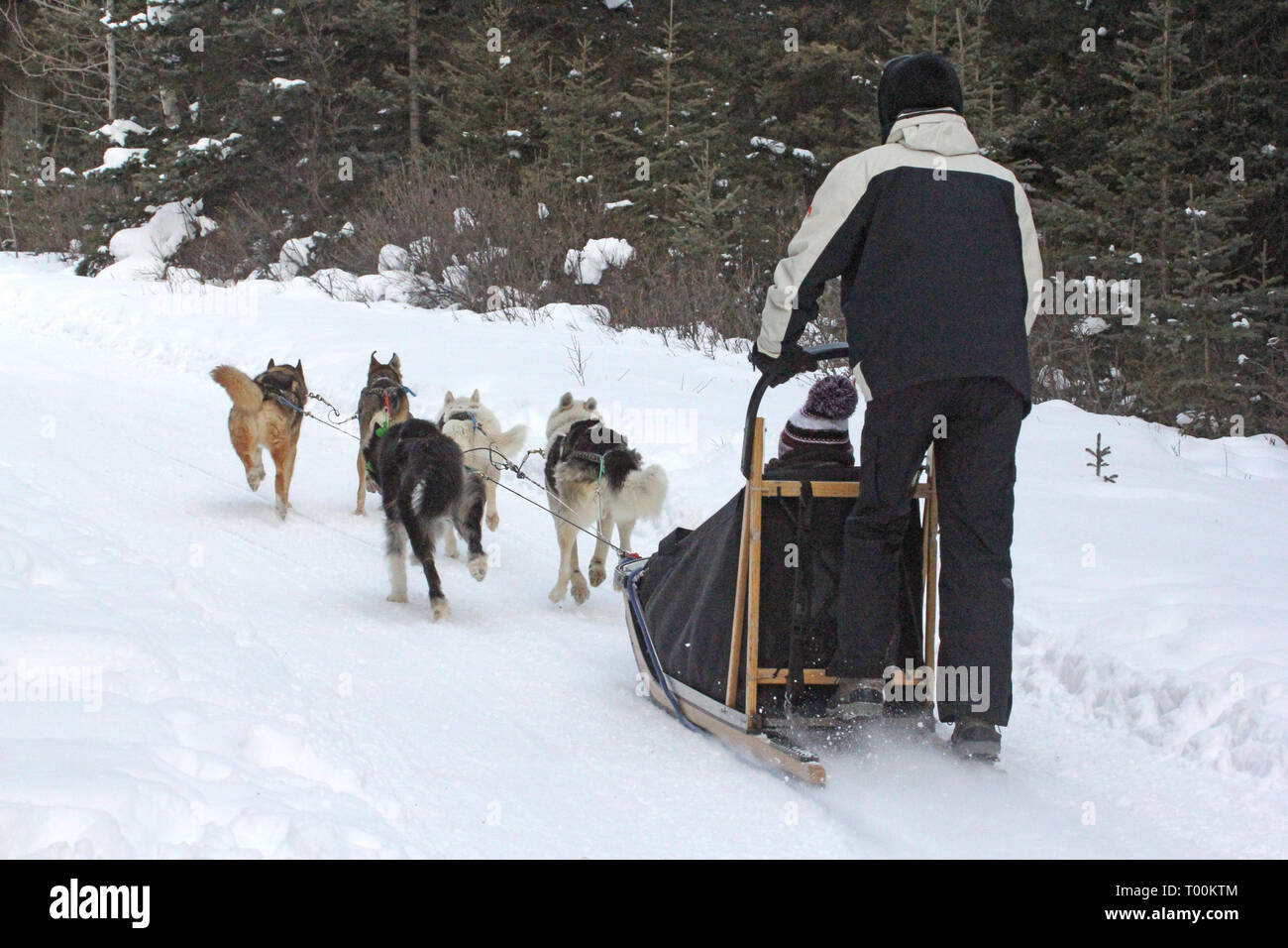 Lo sleddog a Kananaskis Paese nelle Montagne Rocciose Canadesi in Alberta, Canada Foto Stock