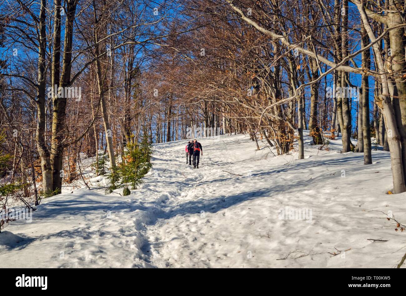 Bellissimo paesaggio montano invernale. I turisti con un inverno sentiero soleggiato nelle montagne polacche. Foto Stock