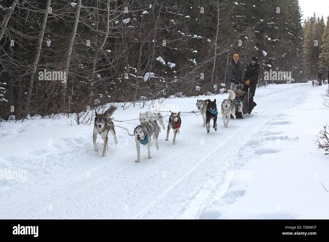 Lo sleddog a Kananaskis Paese nelle Montagne Rocciose Canadesi in Alberta, Canada Foto Stock