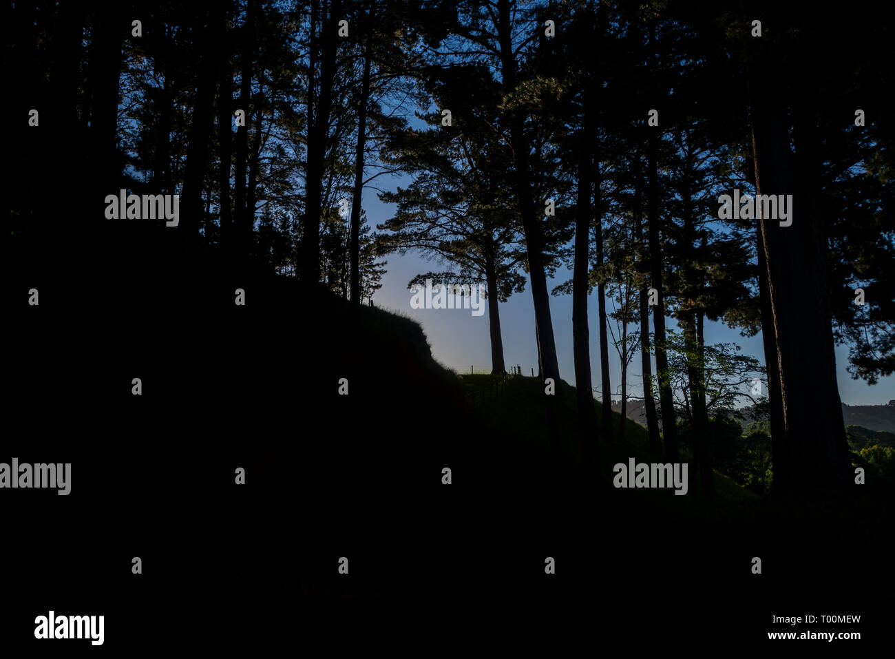 Ceduo di alberi stagliano contro l'ultima luce del giorno. Un ammaliante moody atmosfera. Foto Stock