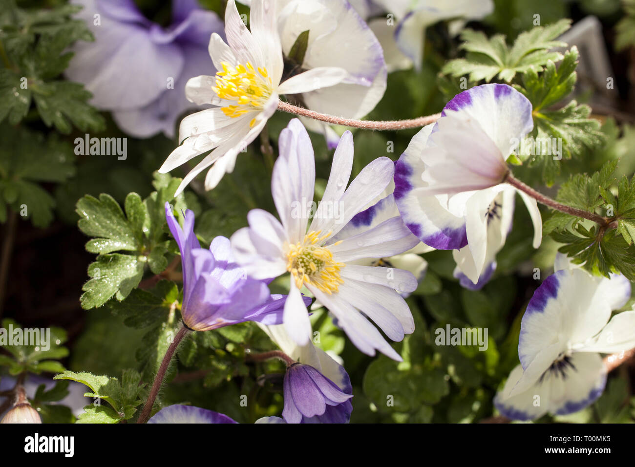 Anemone in primavera. Foto Stock