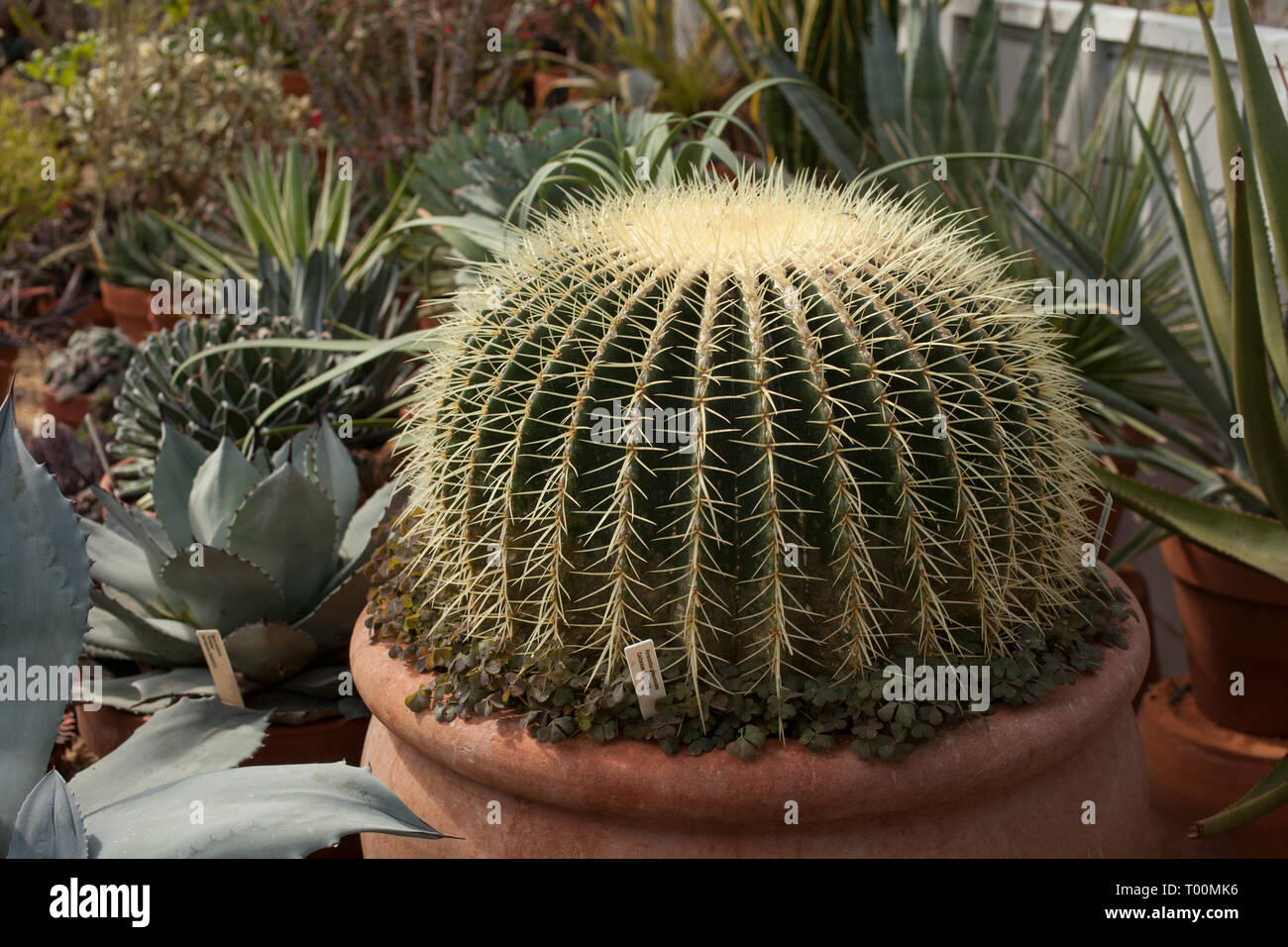 Barrel cactus al Mount Holyoke College serra. Foto Stock