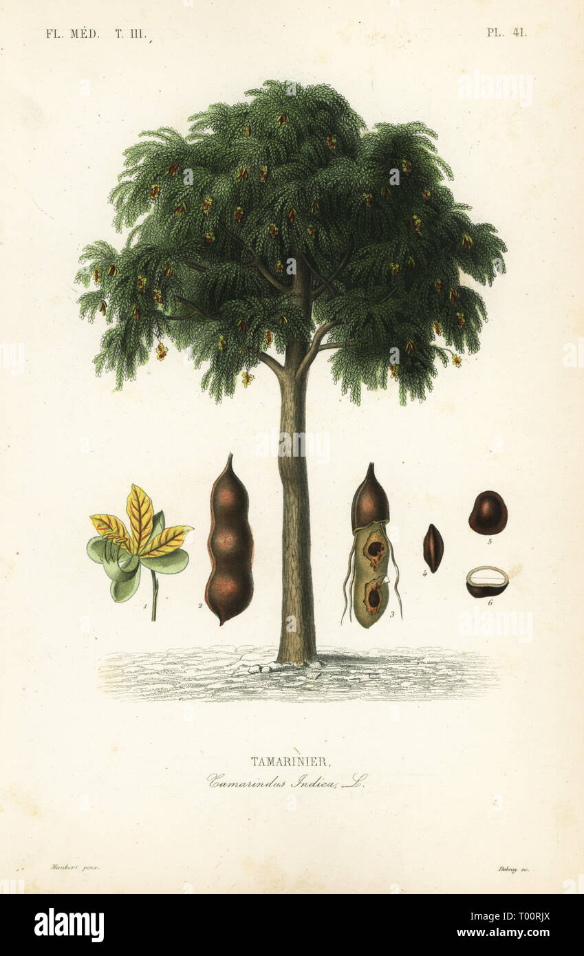 Albero di tamarindo, Tamarindus indica, Tamarinier. Acciaio Handcolored incisione di Debray dopo una illustrazione botanica da Edouard Maubert da Pierre Oscar Reveil, A. Dupuis, Fr. Gerard e Francois Herincq's La Regne Vegetal: Flore Médicale, L. Guerin, Parigi, 1864-1871. Foto Stock