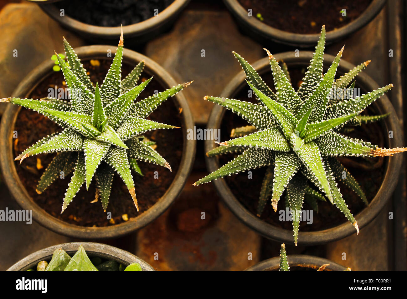 Aloe Humilis, corto-derivava aloe piante succulente. Foto Stock