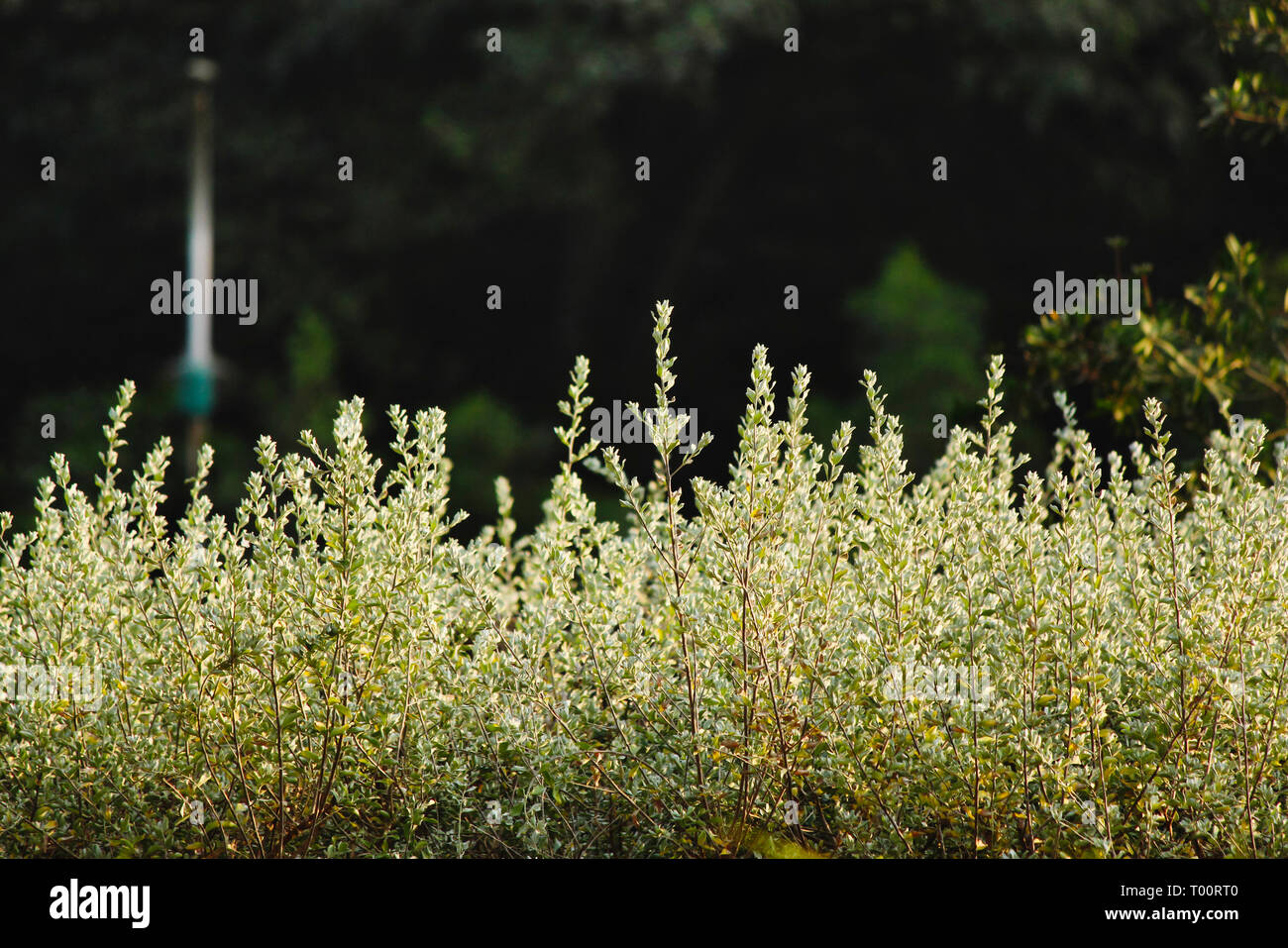 Fiori bianchi nel campo con la luce solare Foto Stock