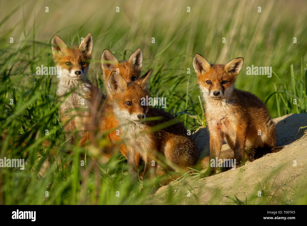 Red Fox, vulpes vulpes, famiglia vicino a animal den. Quattro simpatici cuccioli di poco su una collina di sabbia al tramonto. Animali selvatici in natura. Foto Stock