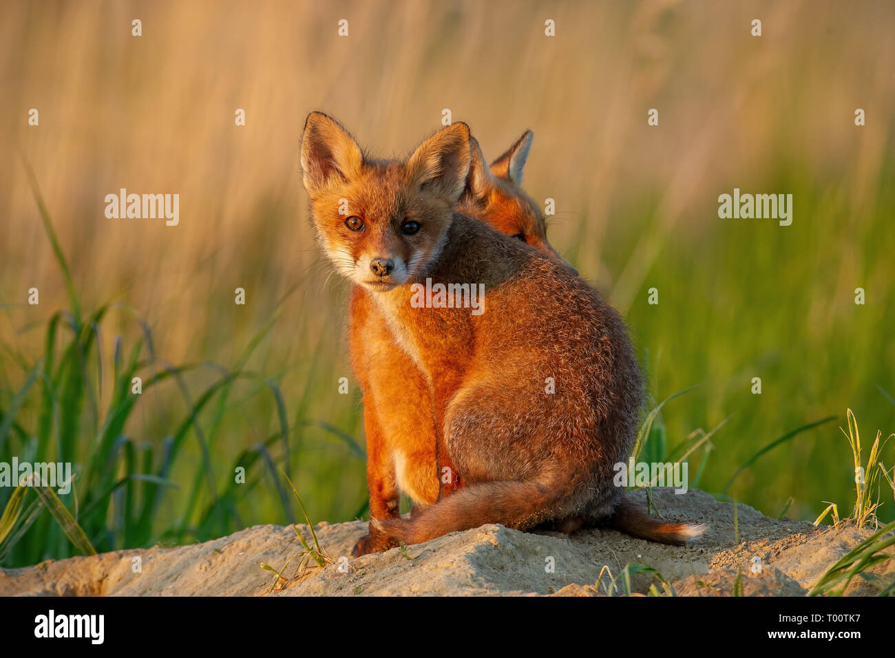 Due red fox, vulpes vulpes, poco cubs seduta vicino burrow. Foto Stock