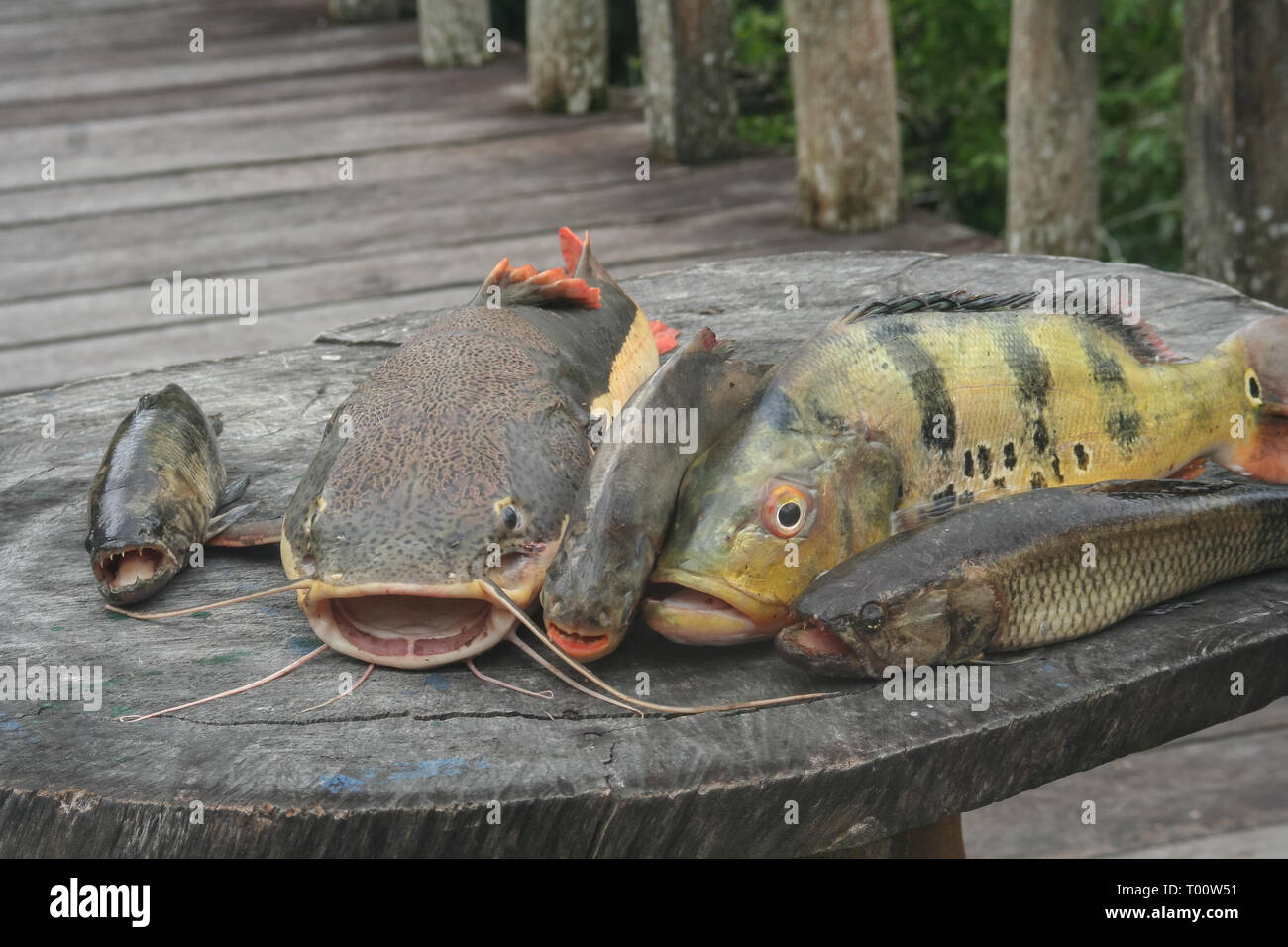 Pesci di fiume del Amazon sul tavolo di legno. Il Brasile, Sud America Foto  stock - Alamy