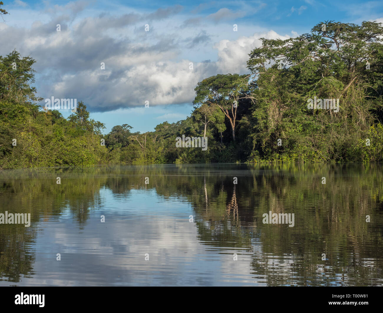 Vista della Laguna di Coati vicino al fiume Javari, tributario del fiume Rio delle Amazzoni, Amazonia. Selva sul confine del Brasile e Perù. Sud America. Foto Stock