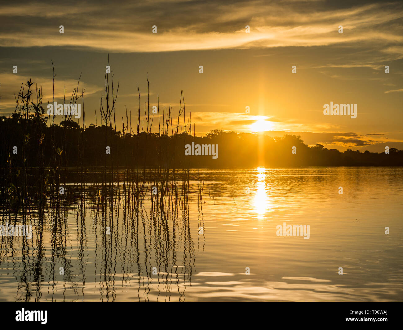 Vista al tramonto del Coati laguna vicino il fiume Javari, tributario del fiume Rio delle Amazzoni, Amazonia. Selva sul confine del Brasile e Perù. Sud America. Foto Stock