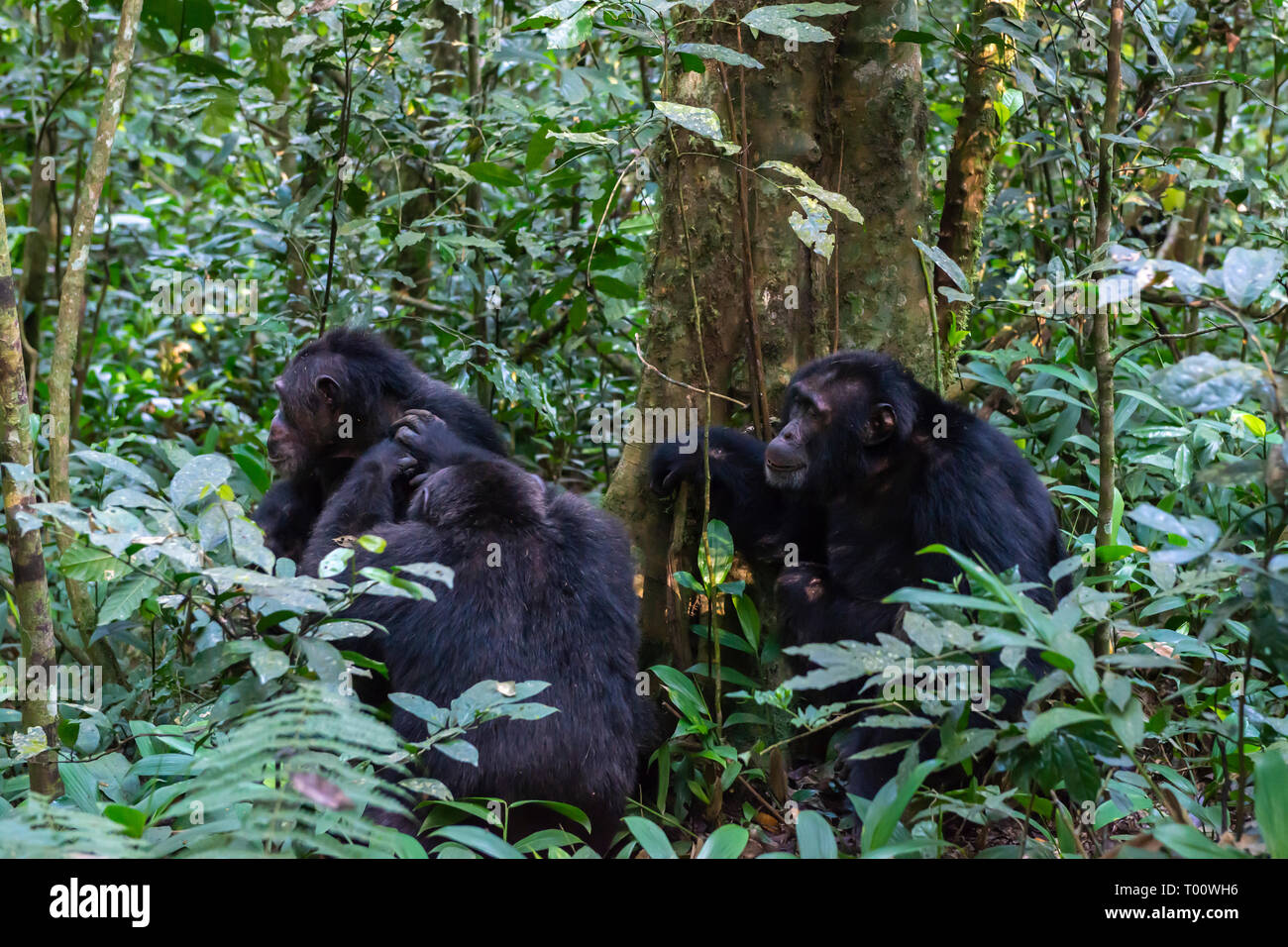 Lo Scimpanzé comune (Pan troglodytes) toelettatura nella foresta di Kibale National Park, Sud ovest dell Uganda, Africa orientale Foto Stock