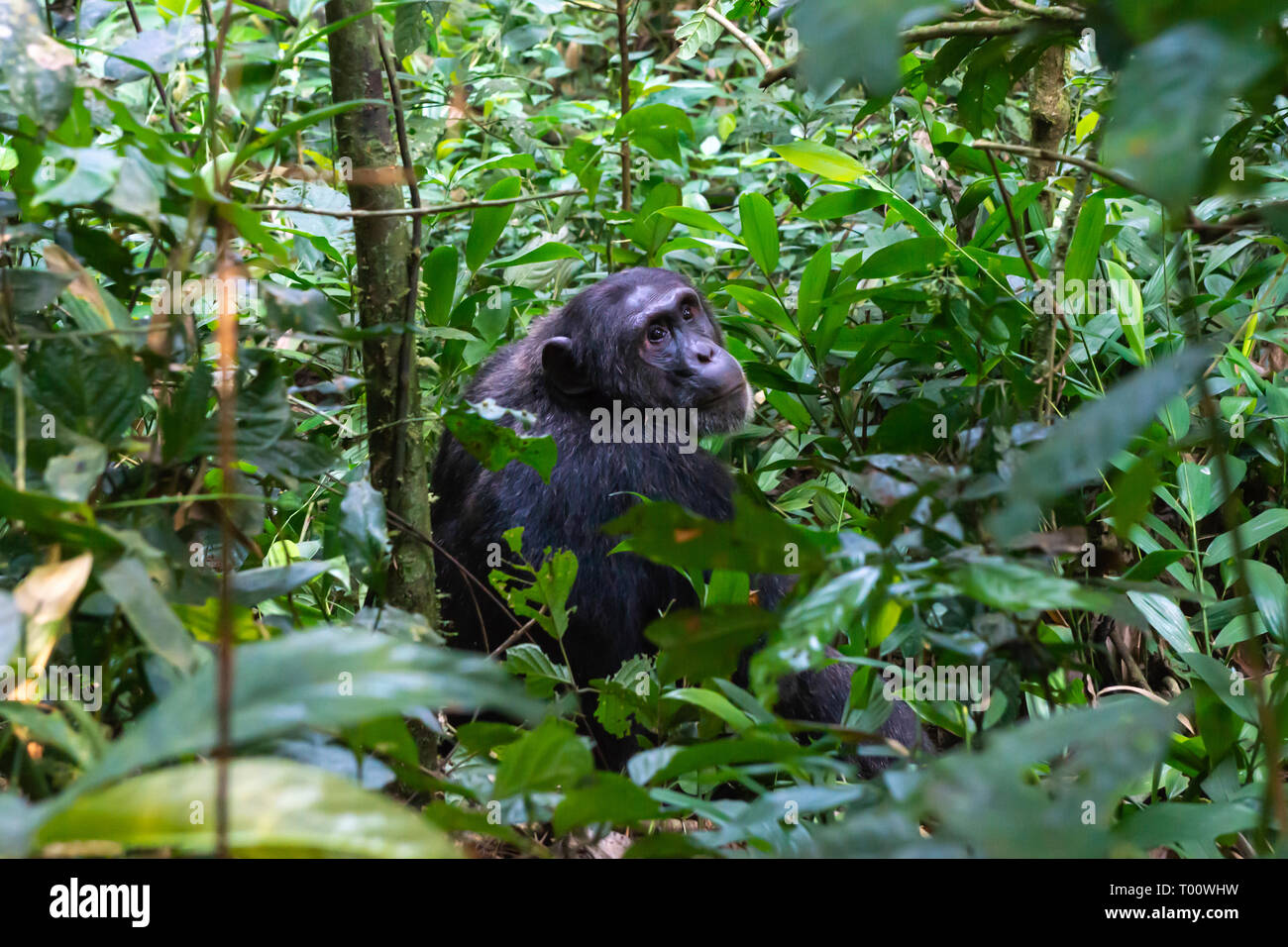 Scimpanzé comune (Pan troglodytes) nella foresta di Kibale National Park, Sud ovest dell Uganda, Africa orientale Foto Stock