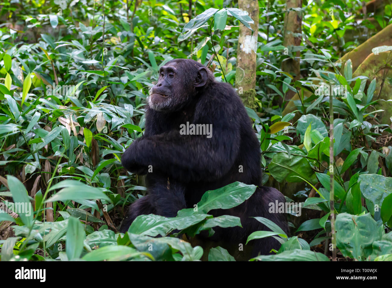 Scimpanzé comune (Pan troglodytes) nella foresta di Kibale National Park, Sud ovest dell Uganda, Africa orientale Foto Stock