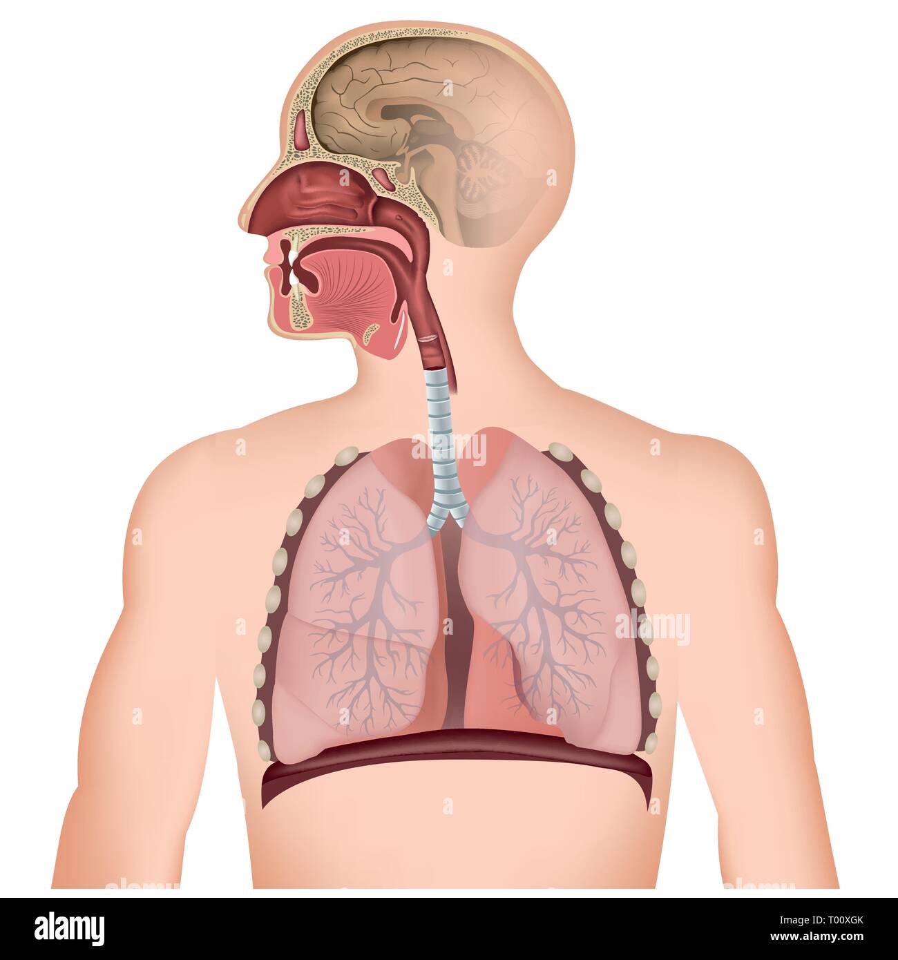 Il tratto respiratorio medical illustrazione vettoriale su sfondo bianco Illustrazione Vettoriale