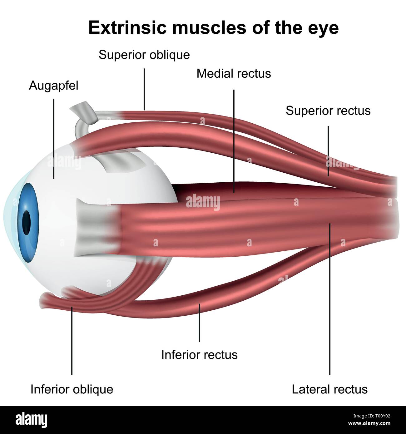 Muscoli dell'occhio, 3d medical illustrazione vettoriale su sfondo bianco Illustrazione Vettoriale