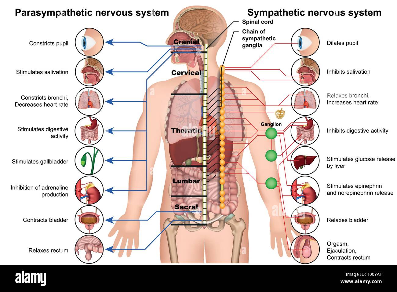 Sistema nervoso simpatico che parasimpatico 3d medical illustrazione vettoriale su sfondo bianco Illustrazione Vettoriale