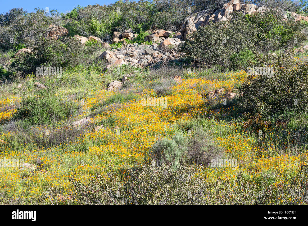 Missione sentieri del Parco Regionale, San Diego, California, USA. Foto Stock