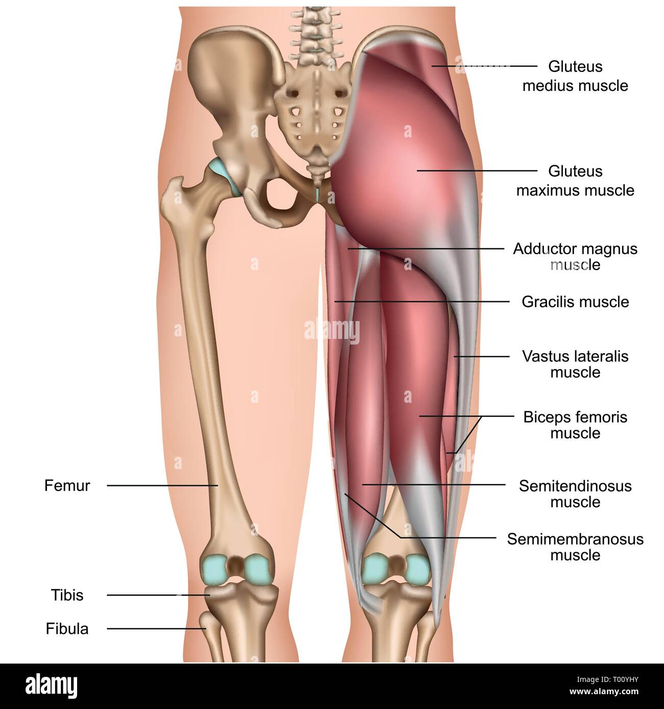 Gamba muscoli della schiena 3d medical illustrazione vettoriale su sfondo bianco Illustrazione Vettoriale