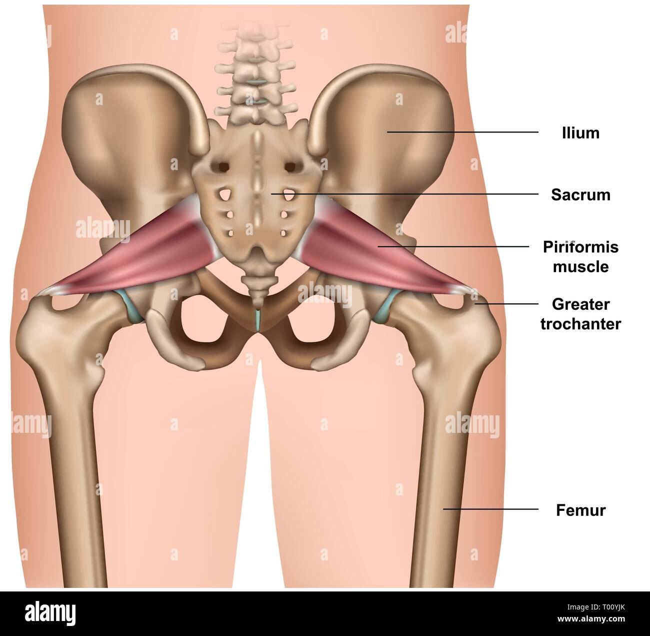 Muscolo piriformis 3d medical illustrazione vettoriale su sfondo bianco Illustrazione Vettoriale