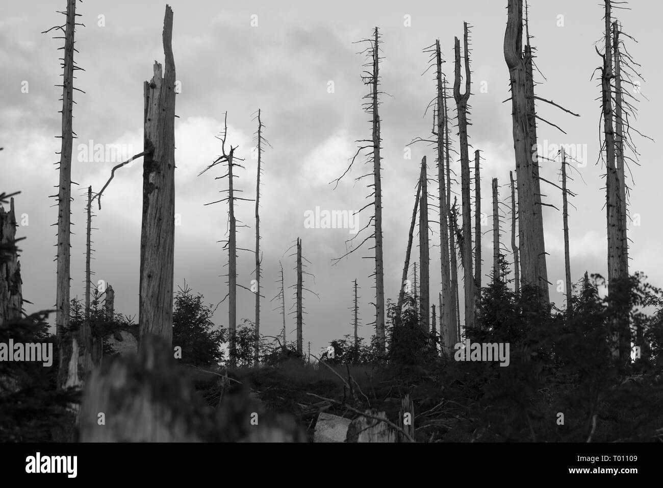 Parco Nazionale della Foresta Bavarese Foto Stock