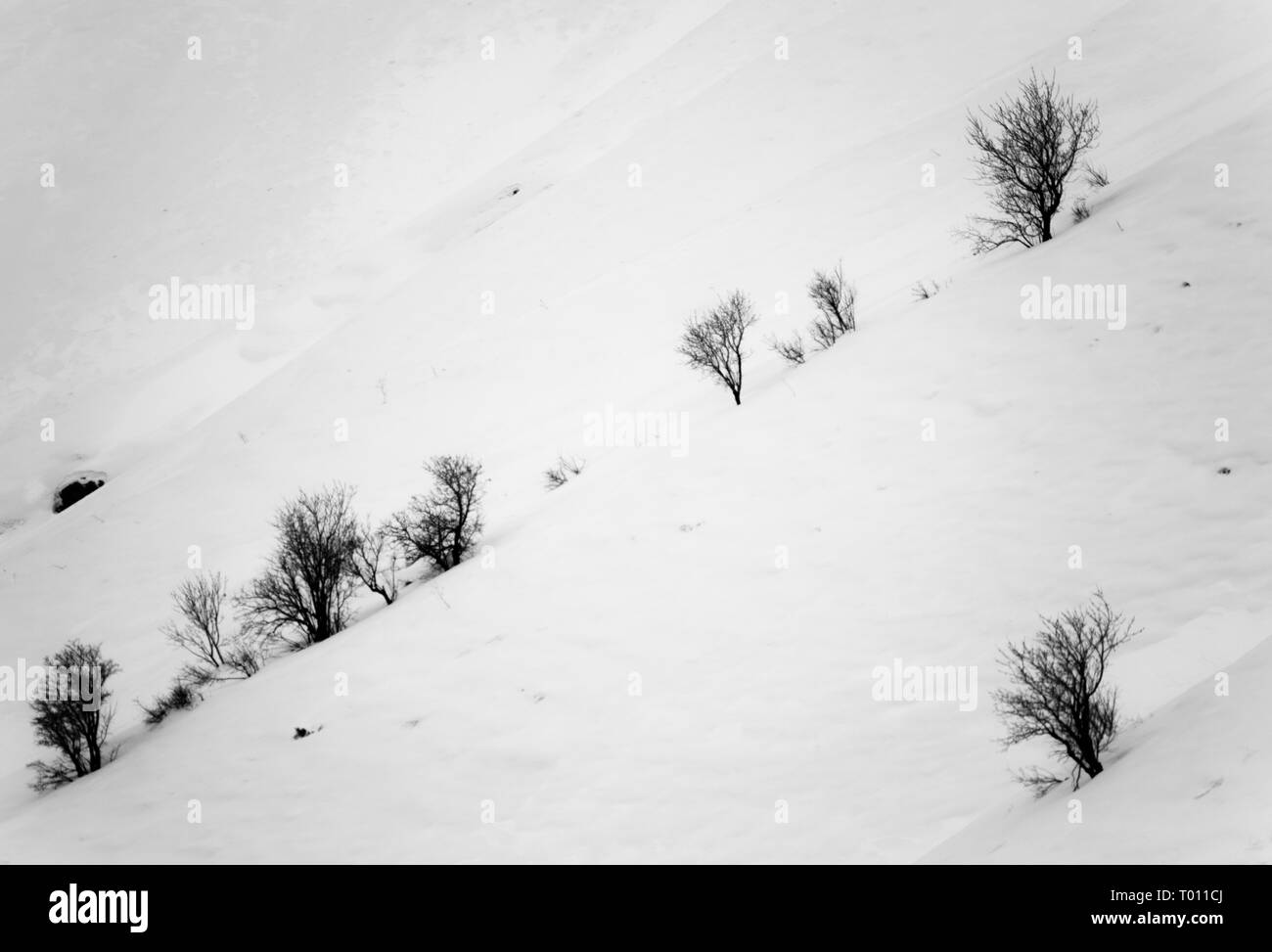 alberi nella neve Foto Stock
