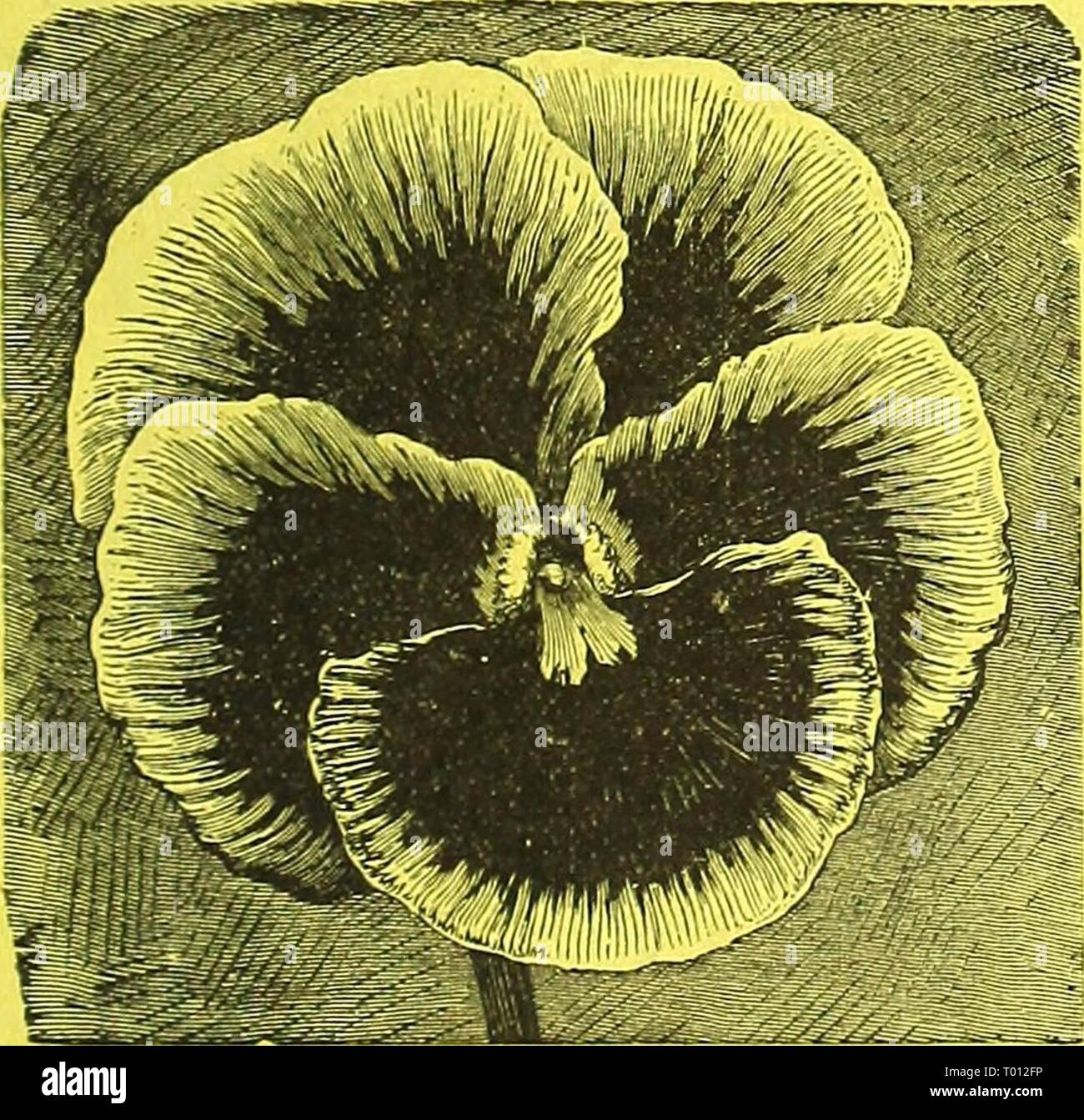 Dreer giardino del calendario per il 1888 . dreersgardencale1888henr Anno: 1888 Verbena Gompacta, Snowball. No. 6711. Questa varietà, come indicato nel taglio, cresce in una bussola compatta anziché di straggling abitudine. Per piantare tra Phlox e altre piante cespuglioso sarà trovato inestimabile. Il umbels sono grandi e orso di medie dimensioni bianco puro e fiori. Come si può essere keptdown ad una altezza di 5 o 6 pollici, esso sarà senza dubbio dimostrare di valore come un impianto di bordatura. Per pkt., 35 cts.; 2 per 60 cts. Dreer gigante Pansies striato. No. 6214. Una bella nuova classe di strisce Pansies che recano grandi e belle f Foto Stock