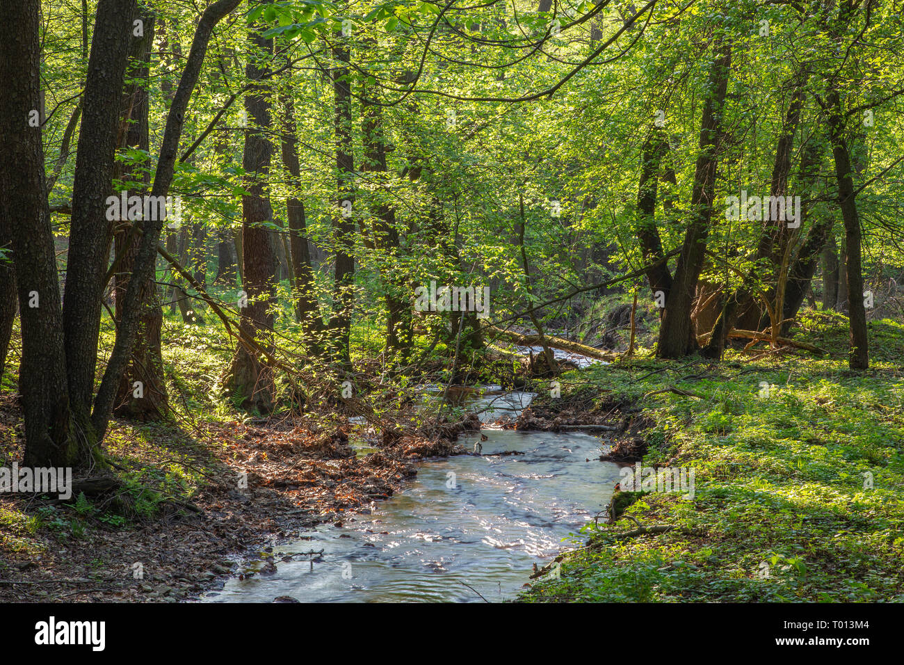 Il Creek nella foresta dei Piccoli Carpazi hills - Slovacchia Foto Stock