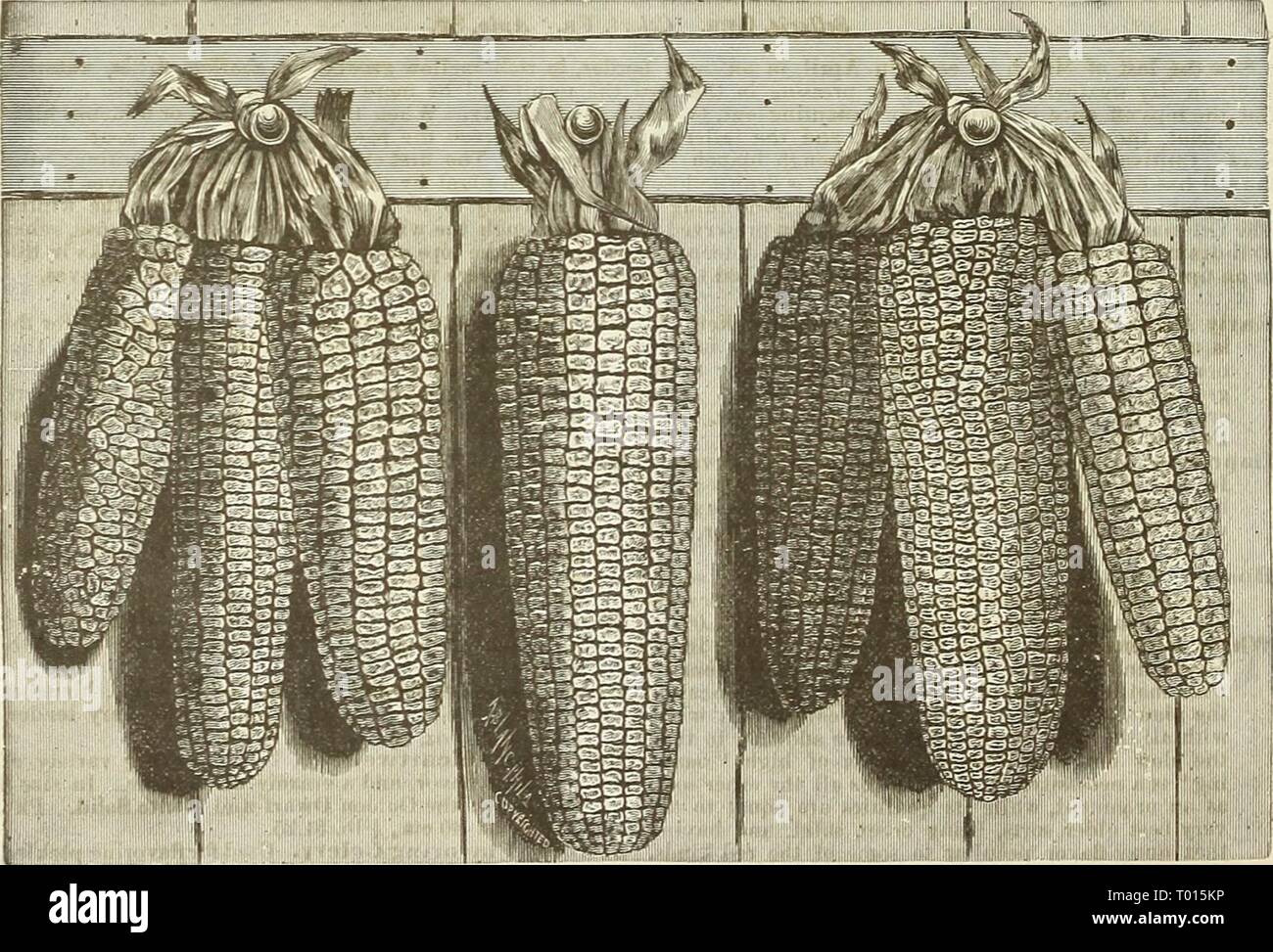 Dreer's garden calendario : 1889 . dreersgardencale1889henr Anno: 1889 Cicoria. Â ^i-CORN.t^ dolce o zucchero. Welschkom, Ger. 3fa-mi^, Fe. 3Iaiz, Sp. Il dolce o zucchero di varietà che tende a decomporsi in freddo o bagnato, non dovrebbero essere piantati prima di maggio, o untiP la terra è diventata tiepida, e per una successione continua di piantare ogni due settimane, fino alla metà di luglio, nel ricco e ben concimato massa, in colline 3 piedi oltre ogni modo, coprendo la metà circa un pollice e sottile fuori a 3 piante per una collina o impianto in ranghi 4 piedi di distanza, e a riposo per 8 pollici al di là delle righe. Il campo varietà dovrebbero essere Foto Stock